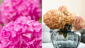 Jakie są sposoby na suszenie hortensji ogrodowej? Podpowiadamy.