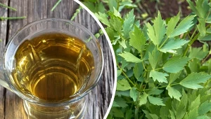 Lubczyk to przydatna roślina, którą warto mieć w swoim ogrodzie.