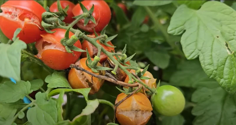 Doświadczony ogrodnik uważa, że najgorszą odmianą pomidorów jest TOMACCIO