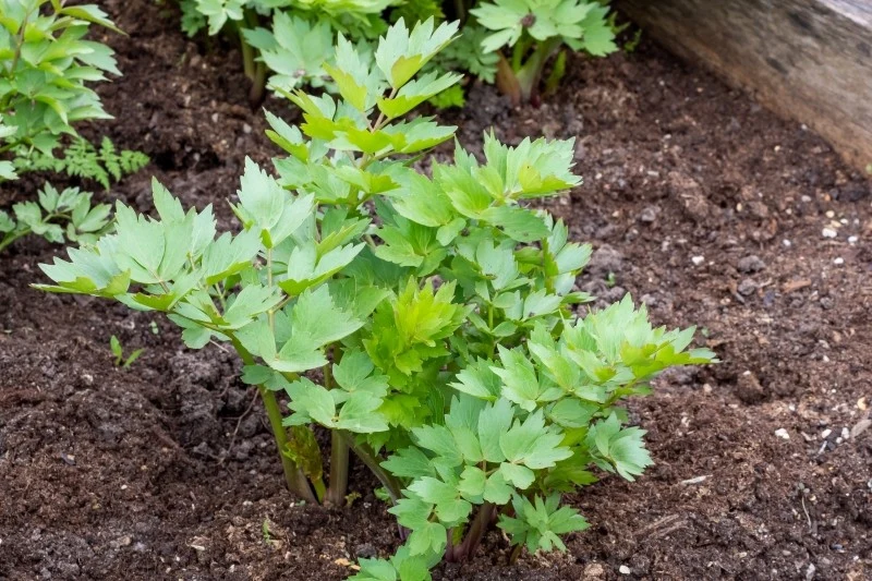 Lubczyk najbardziej lubi miejsca ciepłe i słoneczne