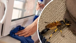 Gliniarz naścienny wygląda jak zmutowany szerszeń z dziwnie doczepionym odwłokiem.