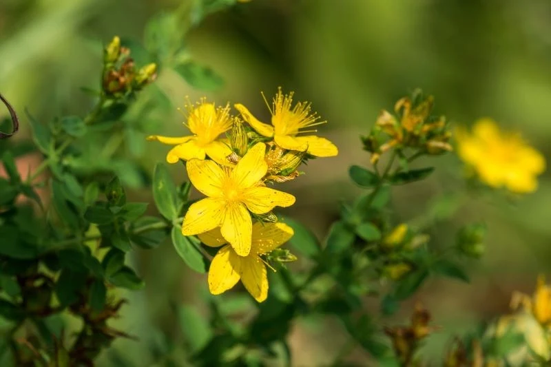 Dziurawiec zwyczajny ma charakterystyczne żółte kwiaty i kropki na liściach