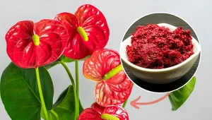 Jak odmłodzić anturium? Zrób to za pomocą dość prostego zabiegu.