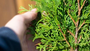 Jak zrobić sadzonki z obciętych gałęzi tui? Koniec lata to najlepszy czas na rozmnażanie żywotników