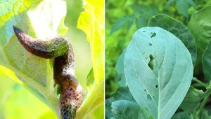 Pomrów wielki – ten ślimak zwiastuje kłopoty w ogrodzie. Jak się pozbyć szkodnika?