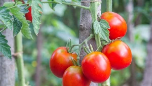 Podpowiadamy, dlaczego na pomidorach pojawiają się żółte piętki i jak temu zaradzić.