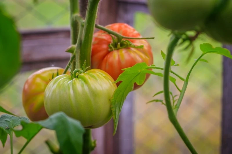 Jeśli pomidory mają żółtą piętkę to oznaka braku składników mineralnych