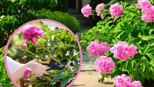 Kwiatami piwonii możemy się cieszyć od maja do czerwca lub początku lipca.