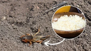 Podpowiadamy, jak szybko pozbyć się turkucia podjadka z ogrodu.