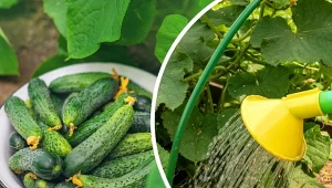 Podpowiadamy, co zrobić z ogórkami w sierpniu, aby zbierać plony aż do połowy września.