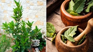 Sztywne i lancetowate liście wawrzynu szlachetnego mają ciemnozielony, wyrazisty kolor.