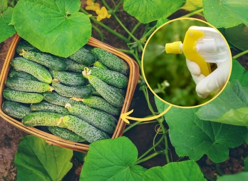 Z gniciem ogórków doskonale poradzą sobie naturalne nawozy i opryski