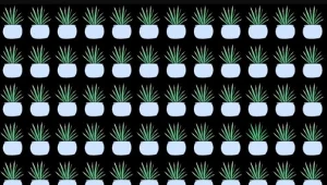 Tylko spostrzegawczy miłośnik kwiatów doniczkowych znajdzie inną roślinę w 15 sekund.