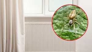 Kolczak zbrojny to jeden z najgroźniejszych jadowitych pająków w Polsce.