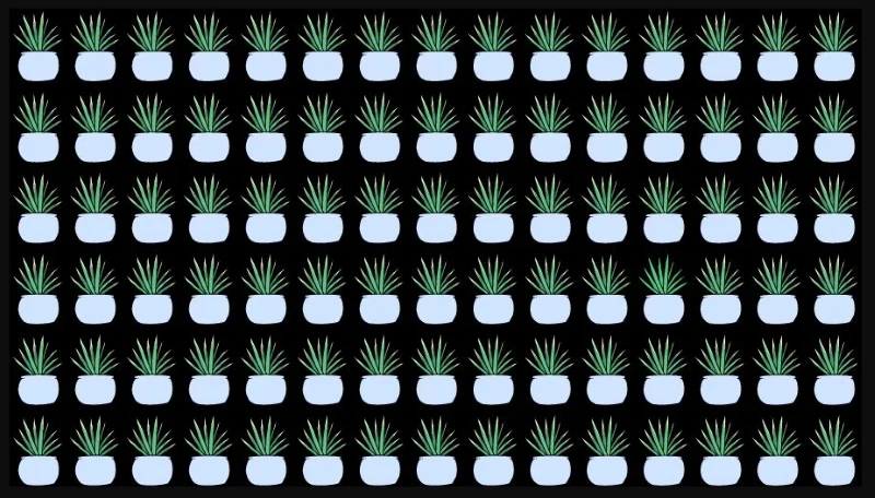 Tylko jedna roślina doniczkowa wygląda inaczej niż reszta