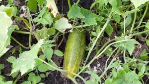 Żółknięcie ogórków może być spowodowane wieloma czynnikami.