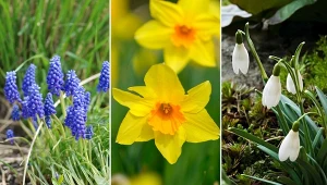 Rośliny cebulowe to doskonały wybór, by ozdobić swój ogród lub działkę na wiosnę.
