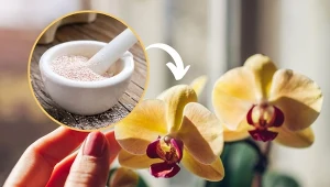 Poznaj koreańską metodę uprawy storczyków, dzięki której rośliny będą bujne i zdrowe.