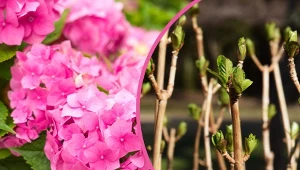 Rozmnażanie hortensji jest niezwykle proste. Wystarczy w odpowiedni sposób pozyskać nowe sadzonki.