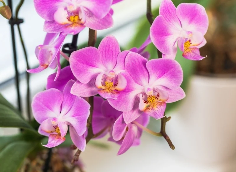 Przygotuj odżywkę do storczyka, a zakwitnie, jak nigdy wcześniej