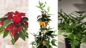 Na balkonie rośliny zyskują więcej przestrzeni do rozwoju.