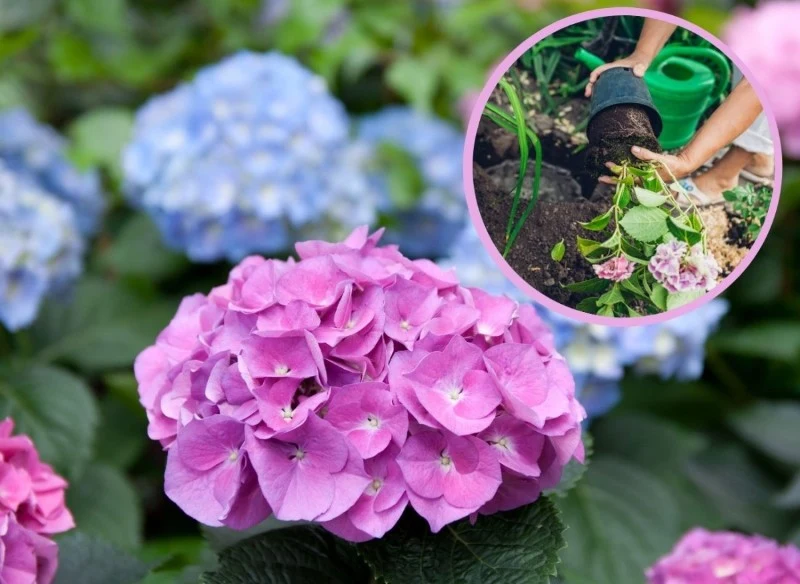 Hortensje ogrodowe możemy sadzić w dwóch terminach: wiosną i jesienią