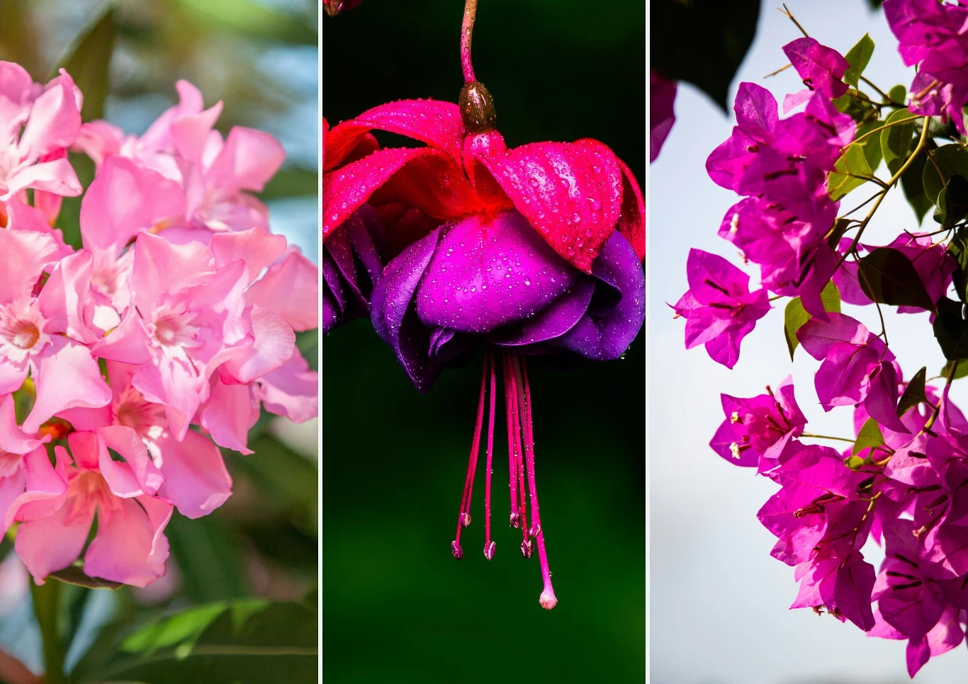 Wiele roślin doniczkowych świetnie radzi sobie na balkonie