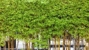 Żywopłot z bambusa to prawdziwa gratka dla ogrodników chcących wprowadzić do swojej przydomowej przestrzeni nieco egzotyki.