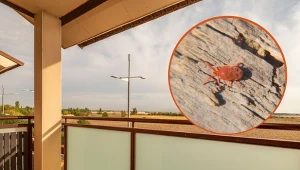 Lądzień czerwonatka przypomina z wygląda małego pająka.