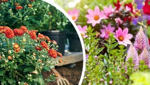 Kwiaty posadzone w ogrodzie w sierpniu wymagają starannej pielęgnacji.