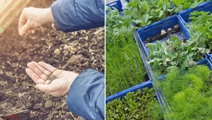 Rozsada warzyw na zbiór jesienny. Jakie warzywa sadzić na zbiór jesienny?