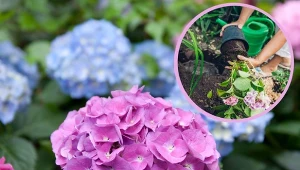 Hortensje ogrodowe możemy sadzić w dwóch terminach: wiosną i jesienią.