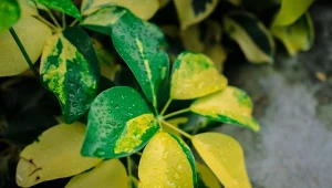 Jest kilka powodów, przez które liście fikusa żółkną i opadają.