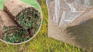 Zakładanie trawnika w sierpniu to doskonały pomysł. Wiosną, gdy jest dużo prac w ogrodzie, będziesz od razu cieszyć się zielonym dywanem!