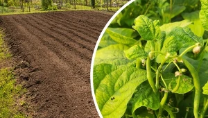 Podpowiadamy, jakie warzywa siać i sadzić na poplon.