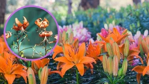 Choroby i szkodniki lilii ogrodowych. Jak dbać o lilie ogrodowe?