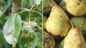 Większość chorób atakujących gruszę objawia się na liściach, ale niejednokrotnie i na pozostałych częściach nadziemnych rośliny.