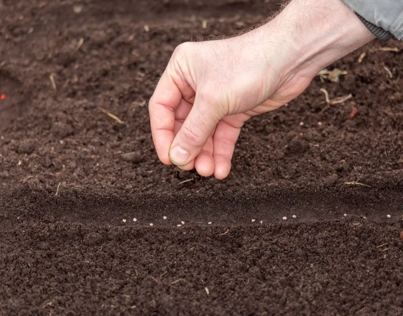 Poplon poprawia żyzność gleby i hamuje rozwój chwastów