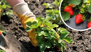 Sadzenie truskawek w sierpniu to dobre rozwiązanie.