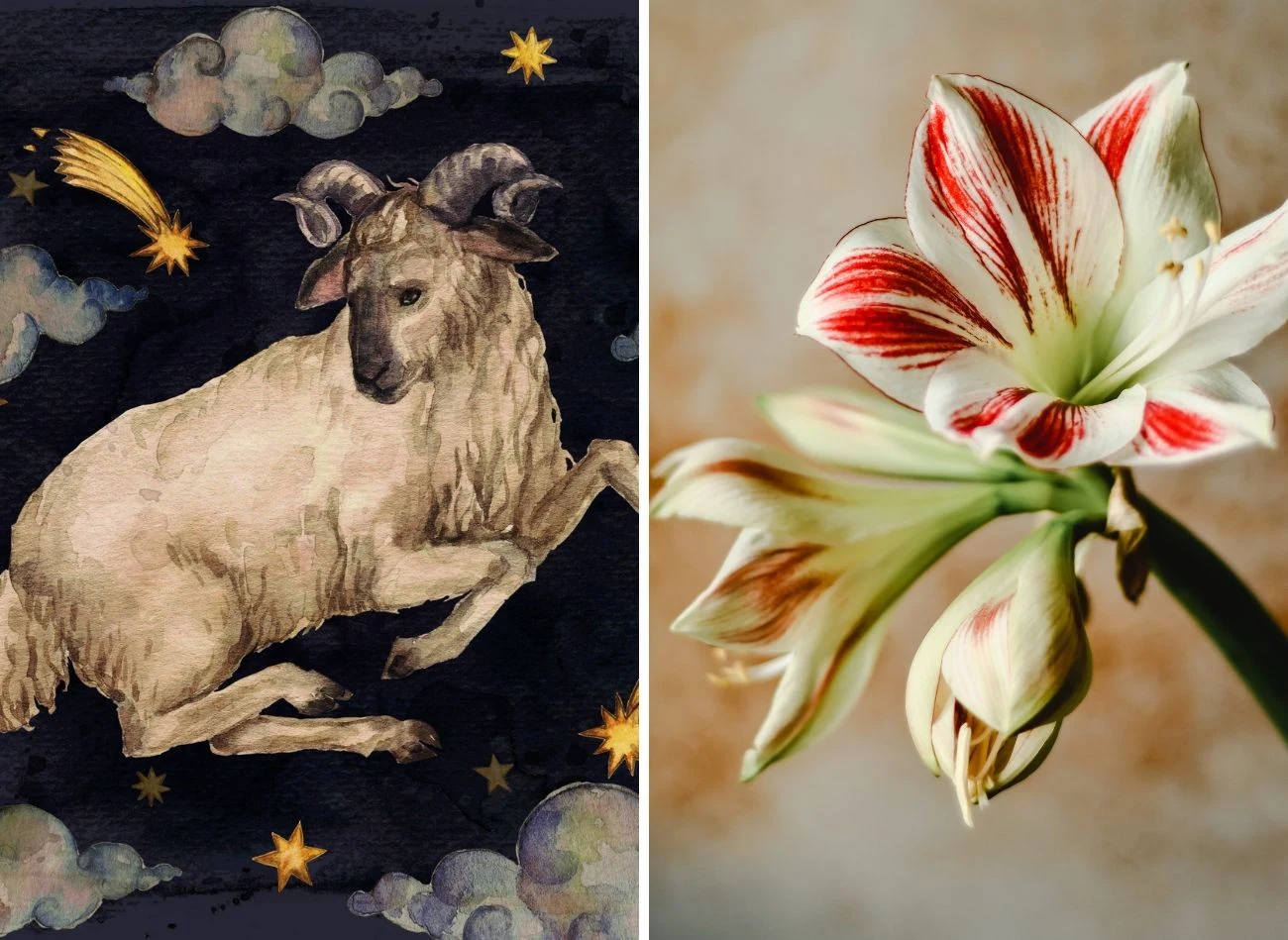 Barany polubią amarylisy