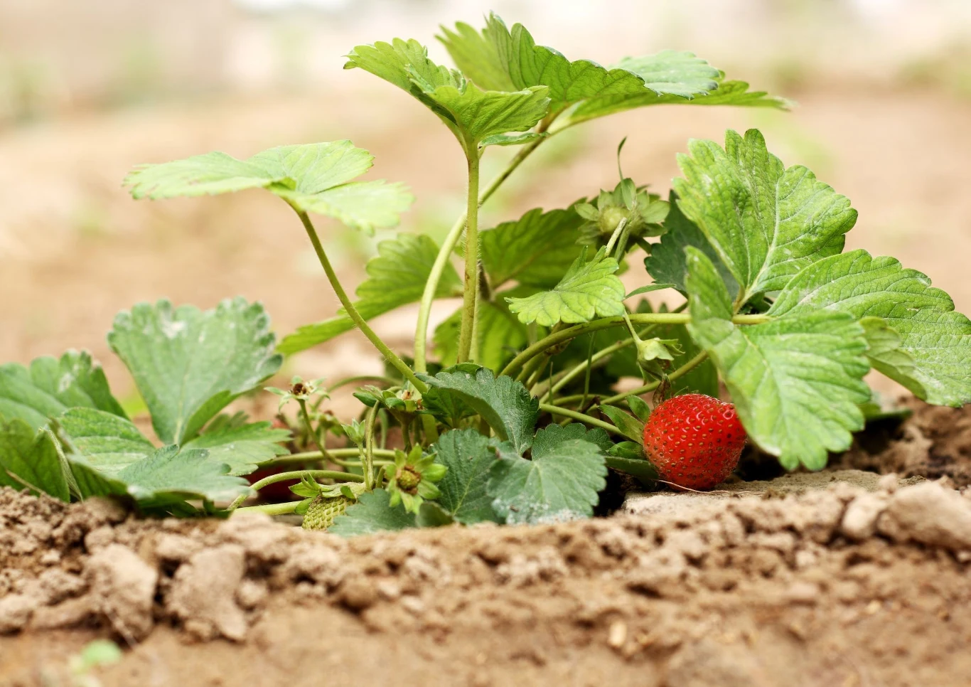 Truskawki są mało wymagającymi roślinami