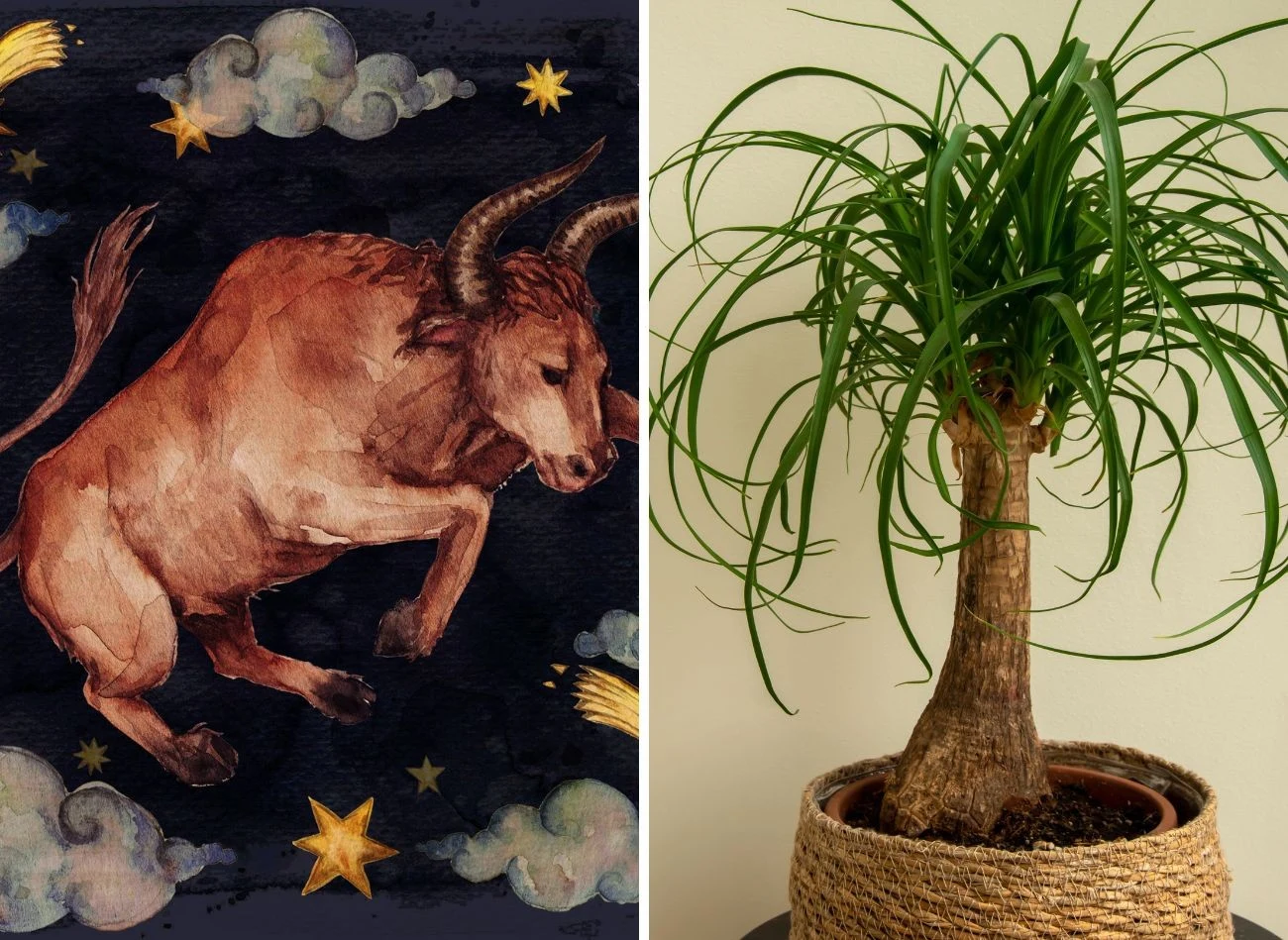 Do byków pasuje pachira