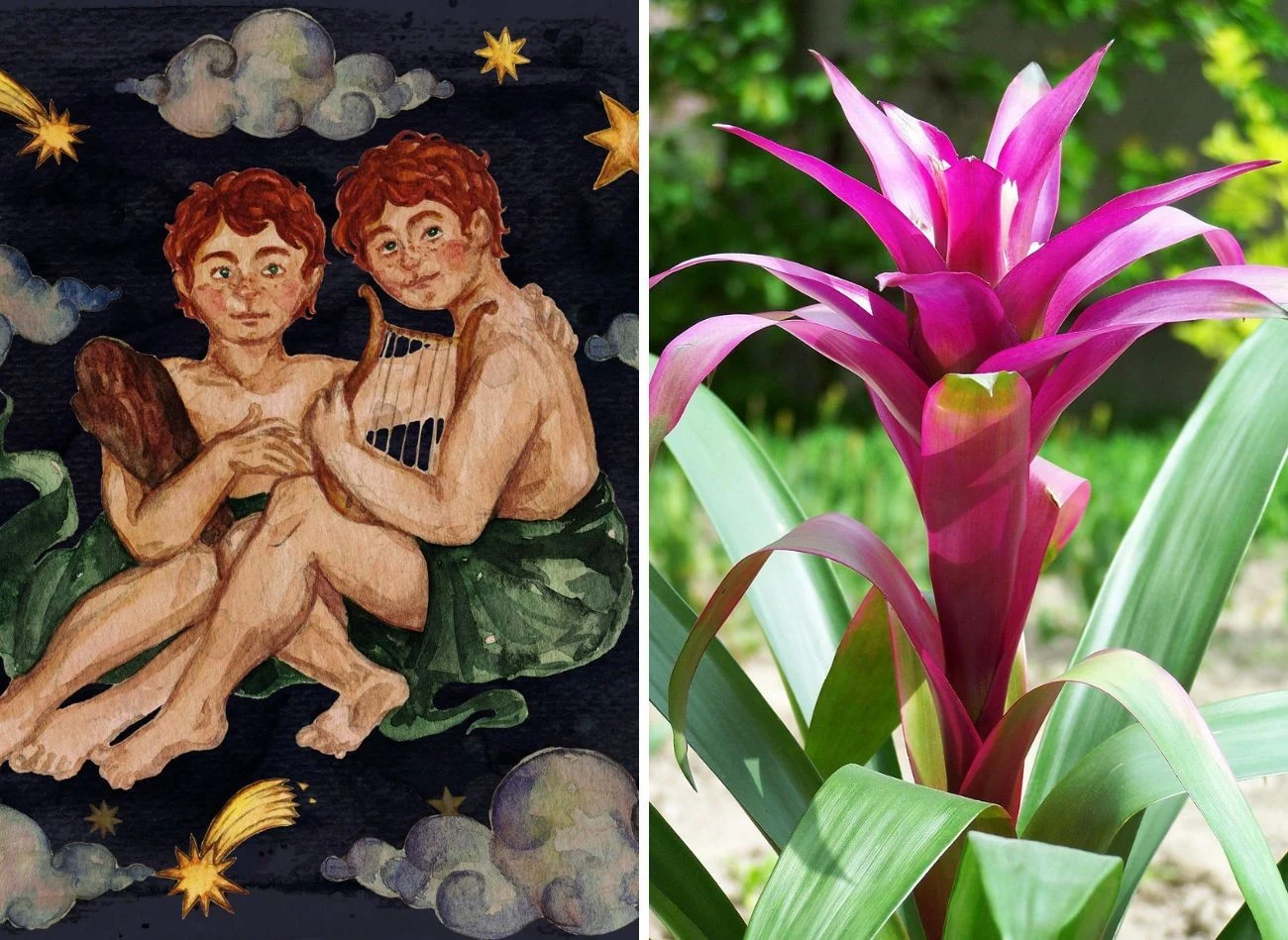 Dla Bliźniąt idealne będą bromelie