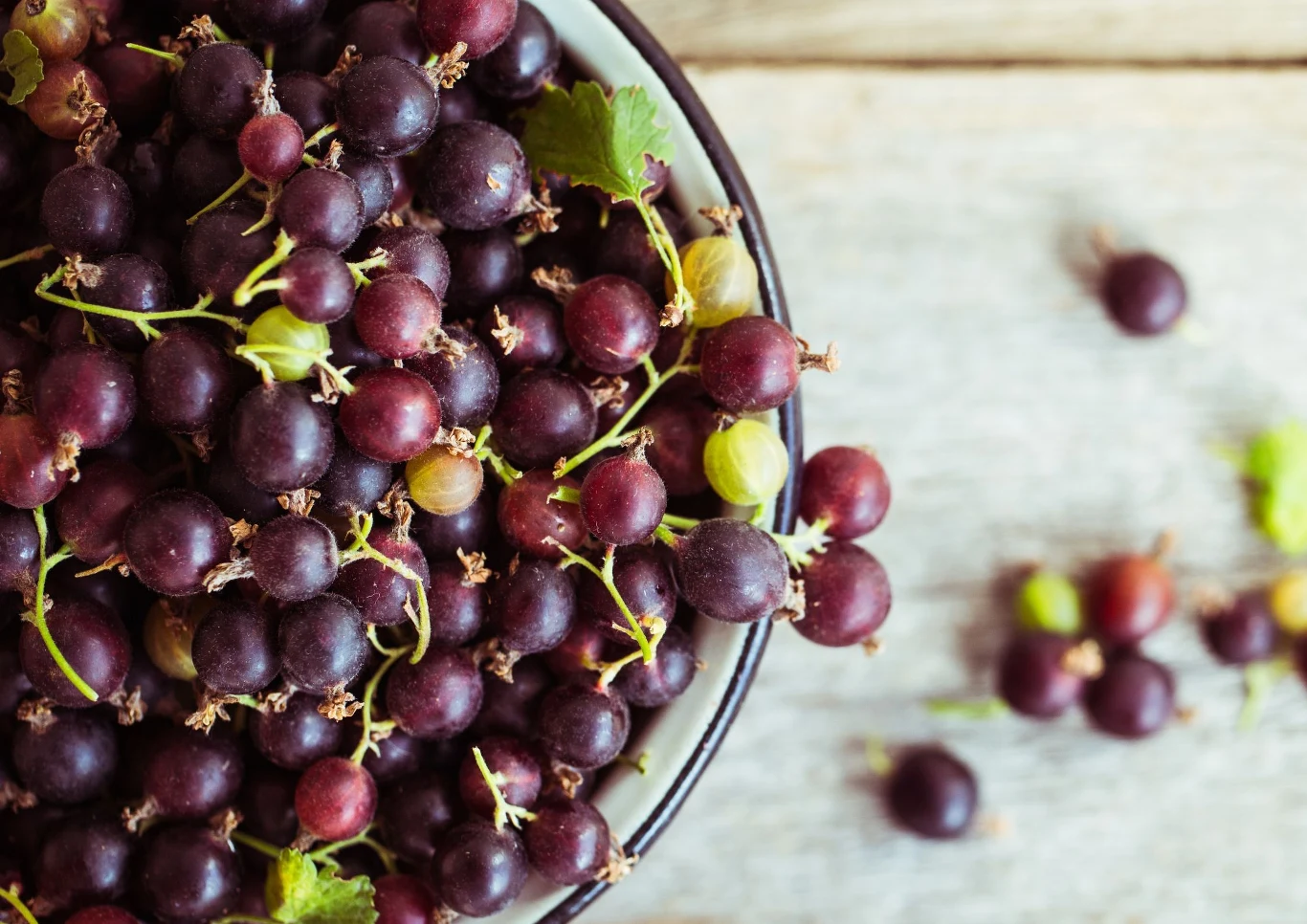 Porzeczkoagrest nie jest skomplikowaną rośliną