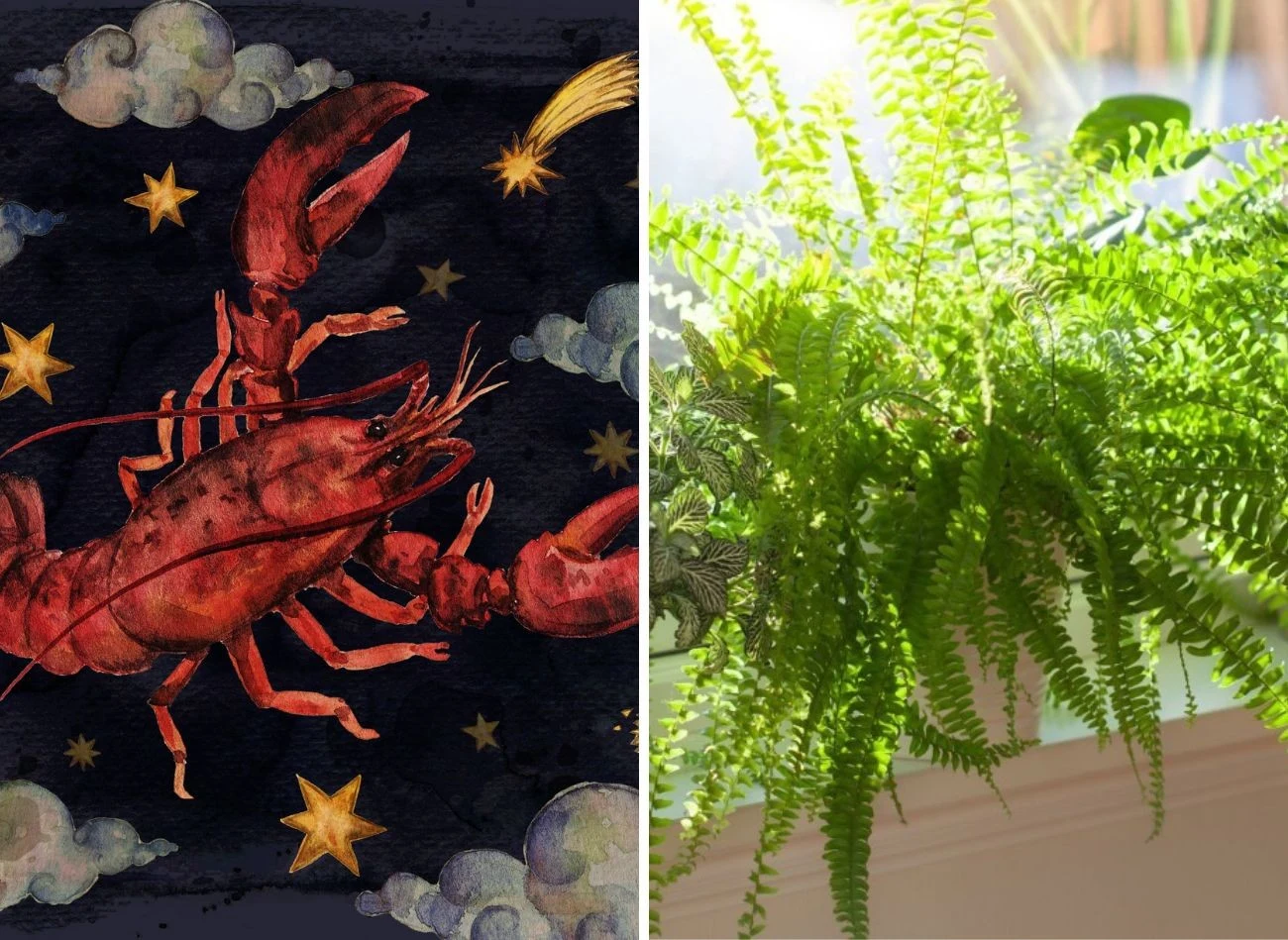 Paprocie to rośliny idealne dla zodiakalnych raków