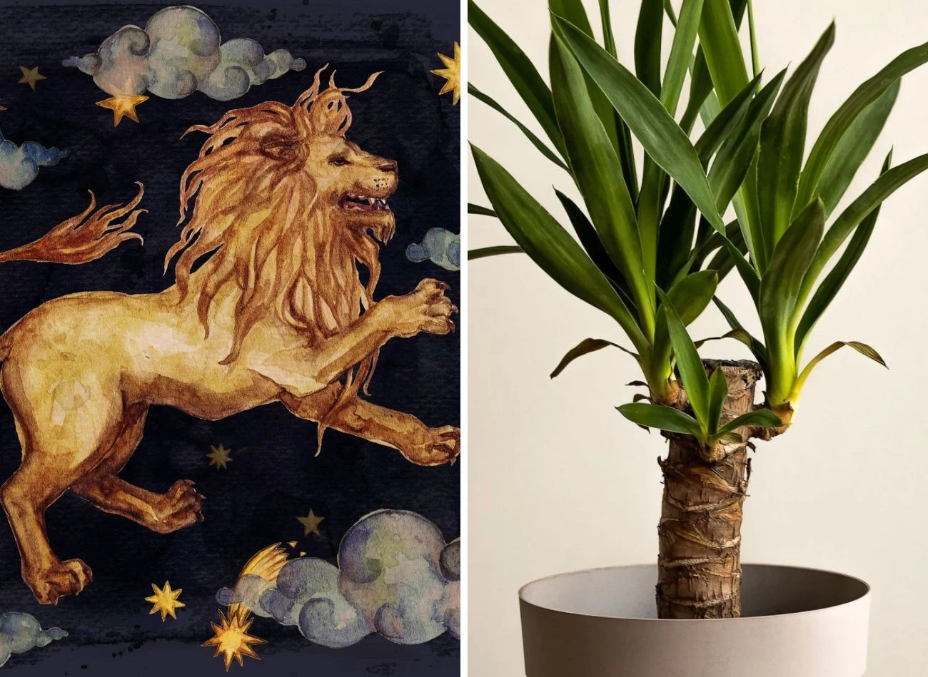 Rośliny dla Lwa powinny, podobnie jak on, błyszczeć i przyciągać uwagę