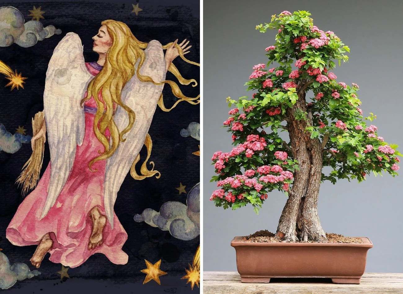 Panny pokochają bonsai