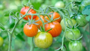 Na dojrzewanie pomidorów wpływa wiele czynników.
