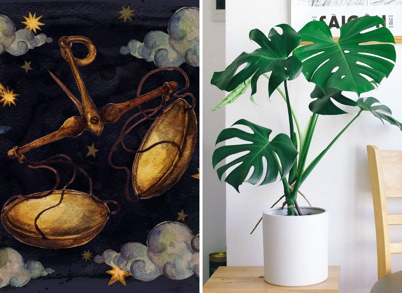 Charakter Wagi doskonale podkreśli monstera