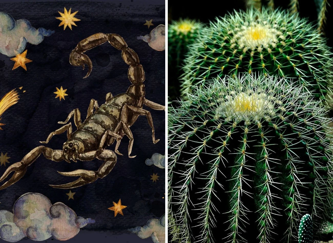 Skorpionom szczególnie przypadną do gustu kaktusy